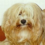 dara_portret.gif(20 kb)